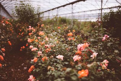 Close-up of flowering plants in greenhouse