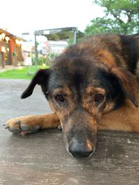 Close-up portrait of dog resting