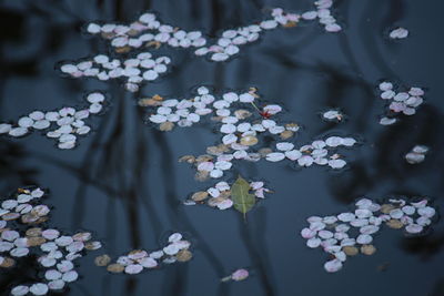 Close-up of white flowering plants