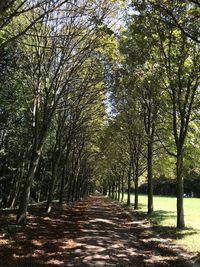 Footpath amidst trees in forest