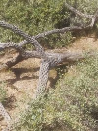 High angle view of lizard on field