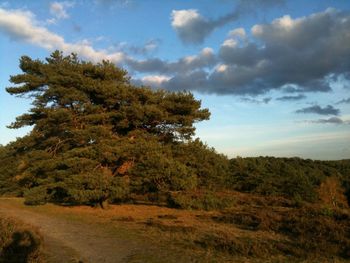 Trees on landscape against sky