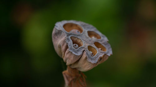 Close-up of mushroom growing outdoors