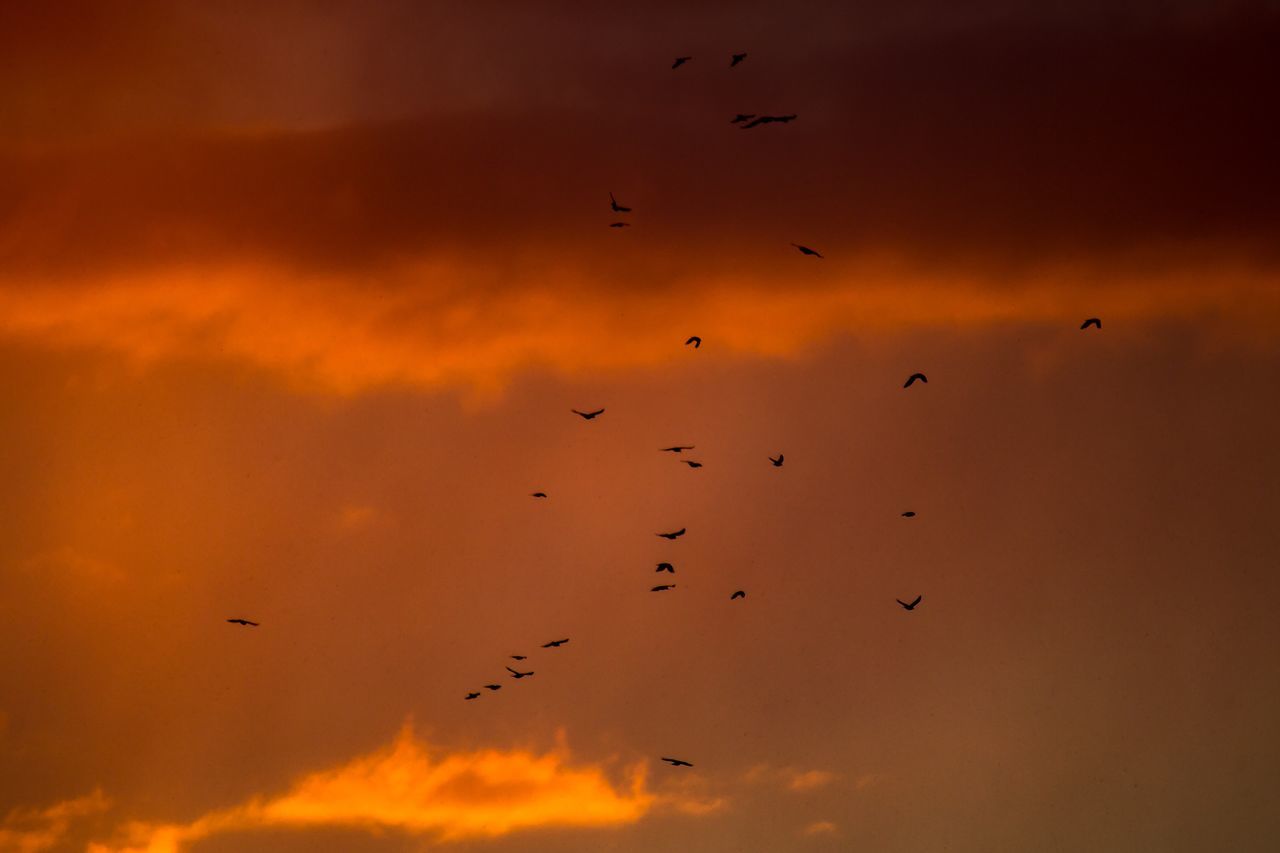 flying, bird, animals in the wild, animal themes, flock of birds, large group of animals, sunset, animal wildlife, migrating, silhouette, mid-air, wildlife, sky, nature, beauty in nature, no people, low angle view, spread wings, outdoors, cloud - sky, bird of prey, day