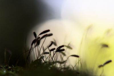 Close-up of flowers growing in field