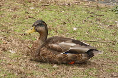 Mallard duck on field