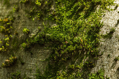 Close-up of moss growing on tree trunk