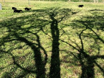 Shadow of a bird on a field