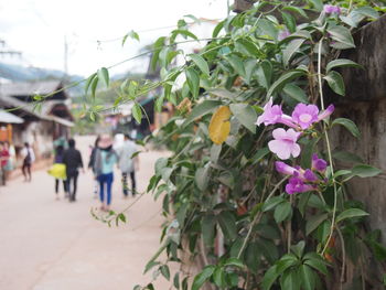 Close-up of plants