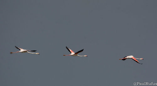 Birds flying against clear sky