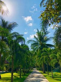 Footpath amidst palm trees against sky