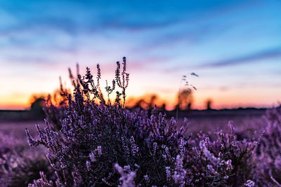 Close-up of purple flowering plants on field against sky during sunset