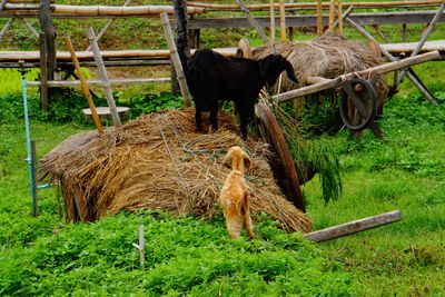 Young goat in a field