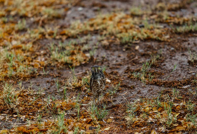 View of insect on field