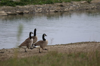 Ducks swimming in lake