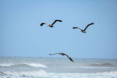 Birds flying over sea against clear sky