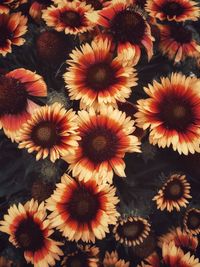 Full frame shot of flowering plants