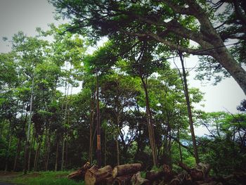 Low angle view of trees in forest