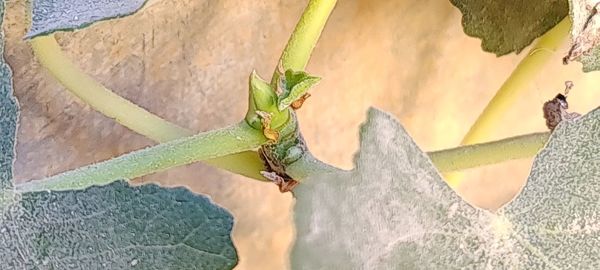 Close-up of insect on leaf