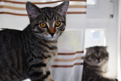 Close-up portrait of tabby cat at home