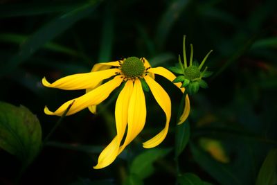 Close-up of yellow flowering plant