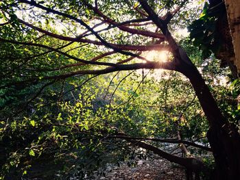 Low angle view of tree against sky