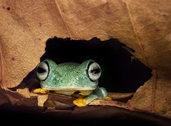 Tree frog on the forest