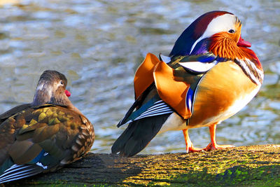 Birds perching on a lake