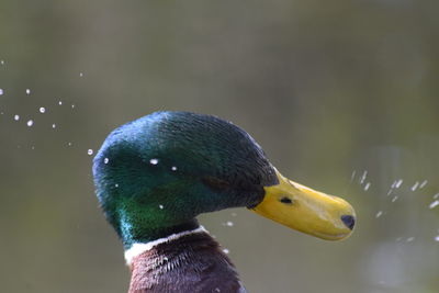 Close-up of wet duck