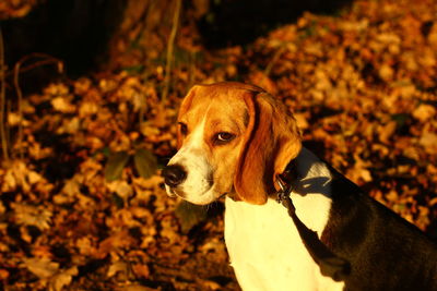 Close-up of a dog looking away