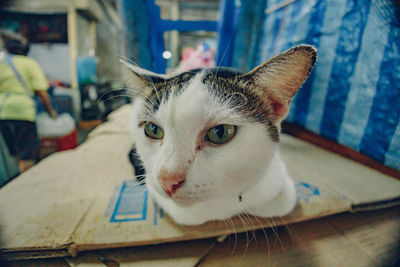 pet