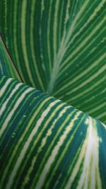 Full frame shot of palm leaves