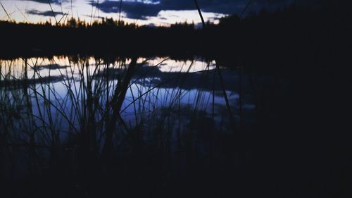 Close-up of silhouette trees against sky