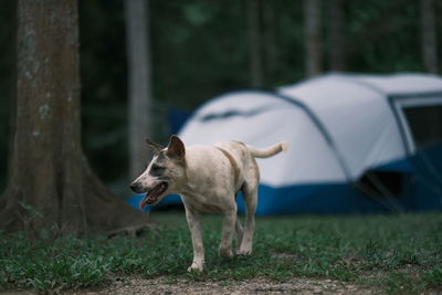 Dog in camping in forest