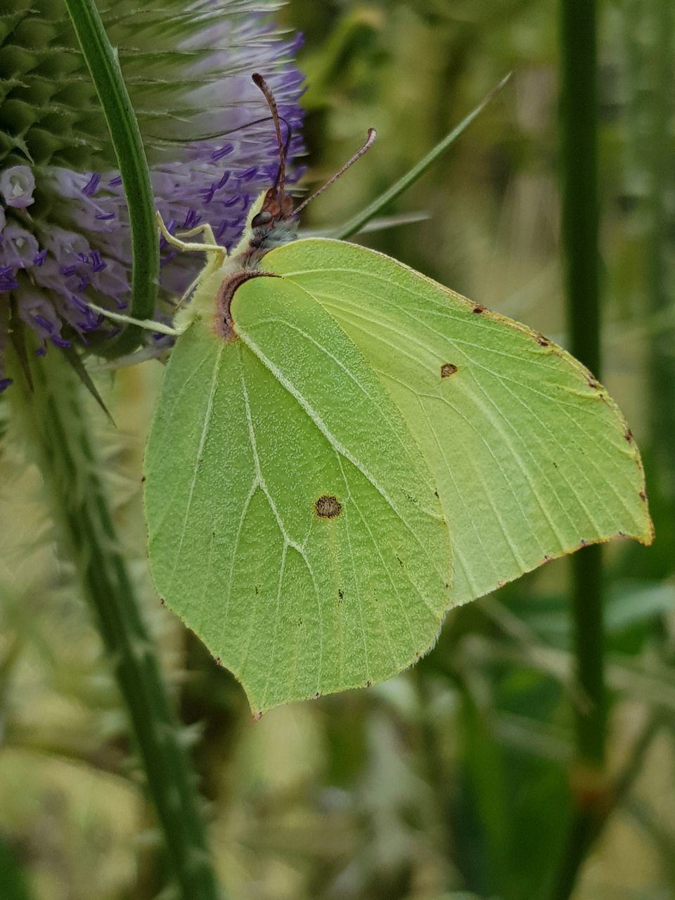 CLOSE-UP OF GREEN LEAVES