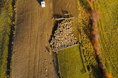 Aerial view of sheep on field