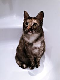 Portrait of cat sitting on table