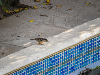 High angle view of sparrow at poolside