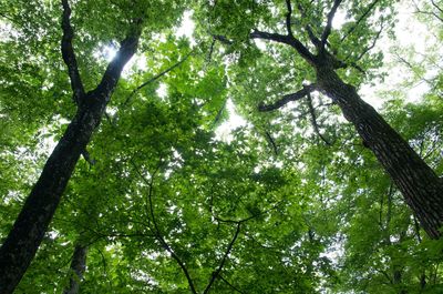 Low angle view of trees