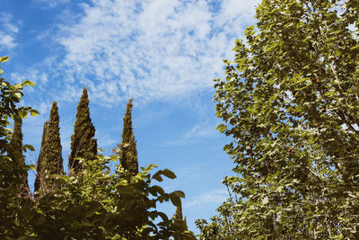 Low angle view of trees against sky