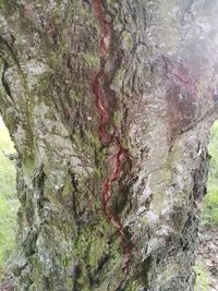 Full frame shot of tree trunk