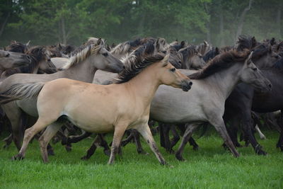 Side view of horses running on grass