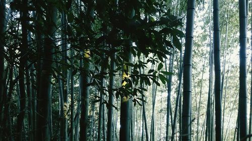 Low angle view of trees against sky