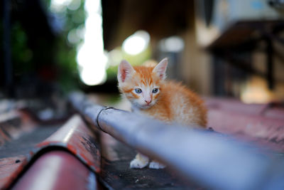 Portrait of cat on kitten