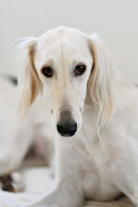 Close-up portrait of white dog at home