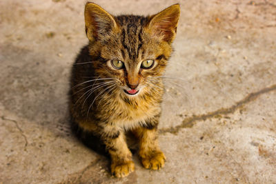 Close-up portrait of tabby cat