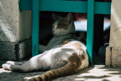 Close-up of a cat sleeping