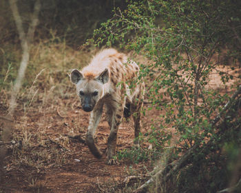 Portrait of lion on field in forest