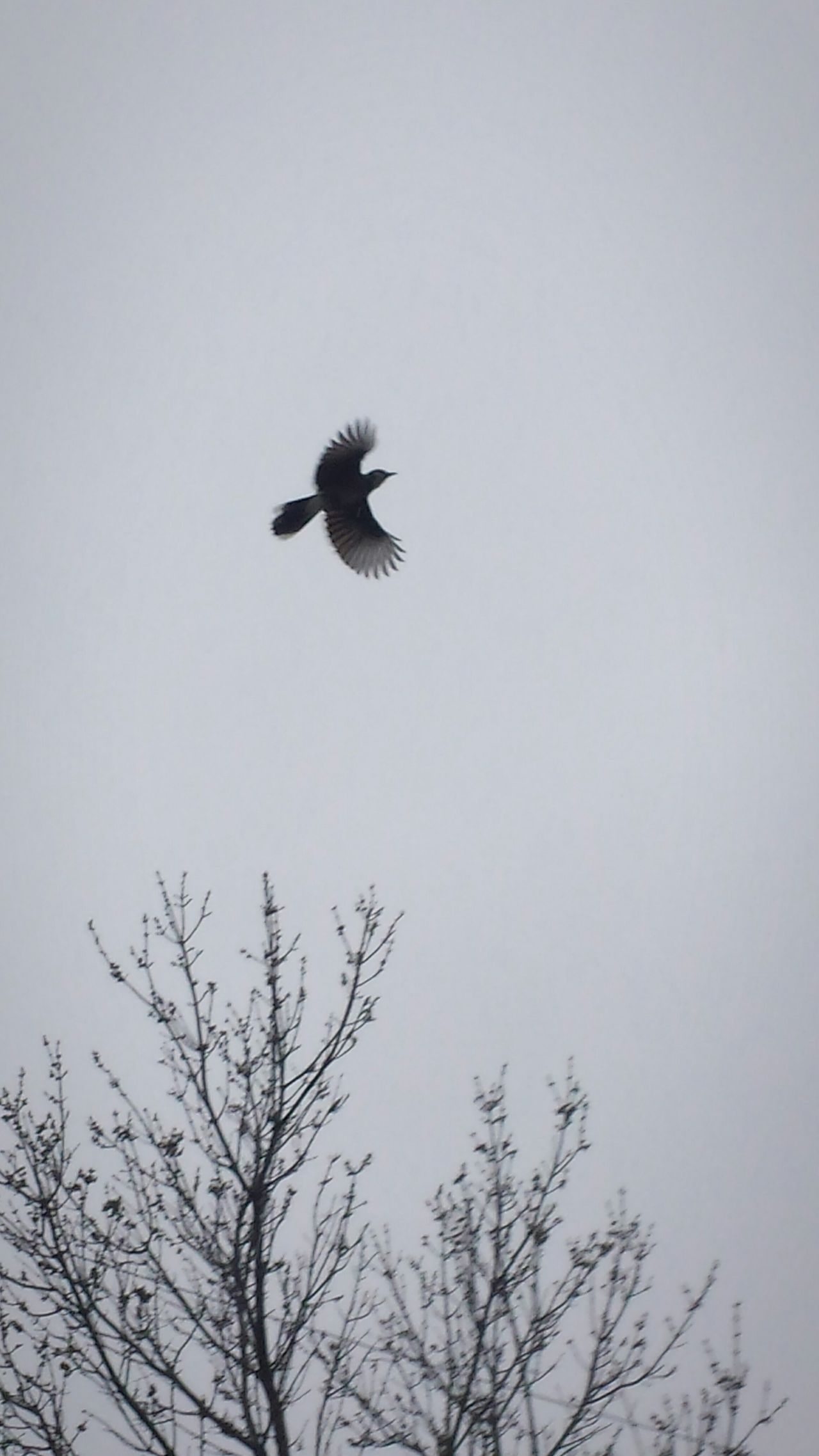 Blue jay in the sky