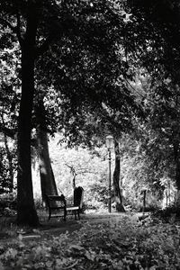 Trees in park